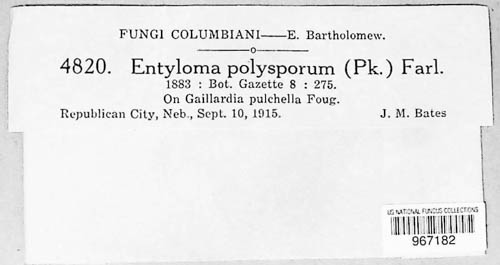 Entyloma polysporum image